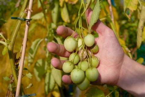 Botanical seed in potato production: Early use of True Potato Seed