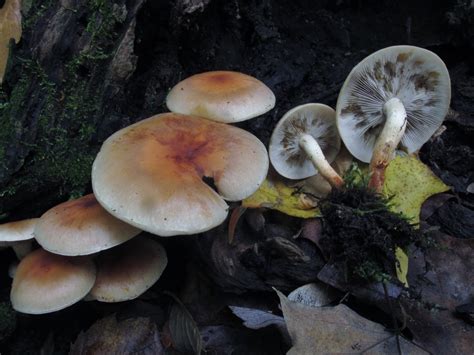 Brick Cap (Winter Mushroom Guide: Identifying Common Wild Mushrooms (North America)) · iNaturalist