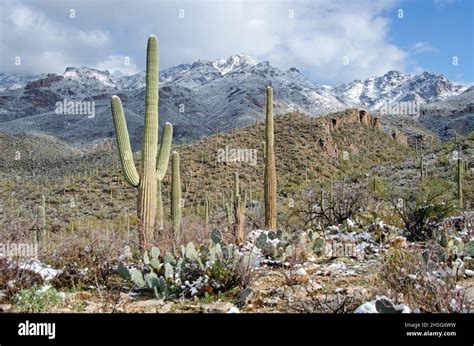 Winter snow in the sonoran desert Stock Photo - Alamy