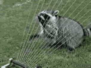 Funny Gifs With Sound