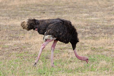 What do Ostriches Eat? Discover the Ostrich Diet (with Photos) - WildlifeTrip