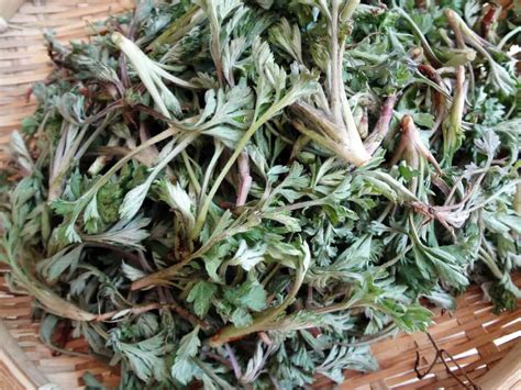 Mugwort (Ssuk) - Korean cooking ingredients - Maangchi.com