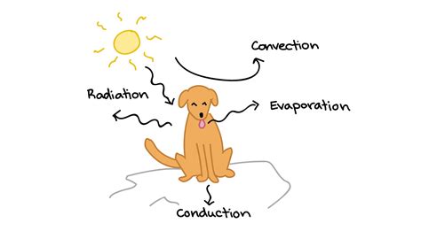 ⛔ Endothermic and exothermic organisms. Endothermic and Exothermic Chemical Reactions. 2022-10-25