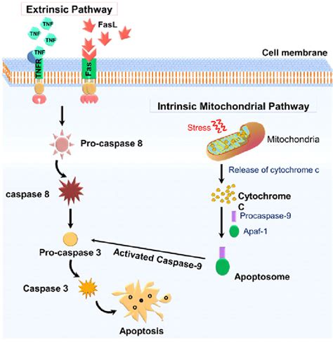 Apoptosis Assays - Creative Diagnostics