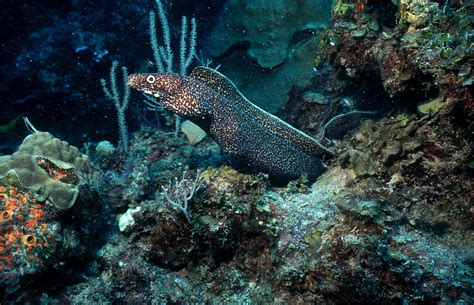 Spotted Moray Eel Photograph by Carleton Ray - Pixels