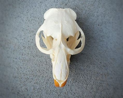 Real Muskrat Skull -Oddity Store Online - Oddities For Sale