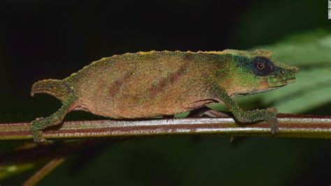 Chapman's pygmy chameleon: Rare species thought extinct has been found ...