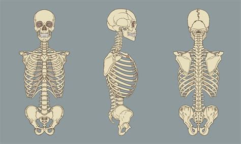 Human Torso Skeletal Anatomy Pack Vector 639979 Vector Art at Vecteezy