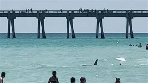 Shark surprises swimmers in Florida; attacks reported at Long Island ...