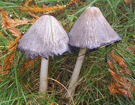 Coprinopsis atramentaria, Common Inkcap mushroom