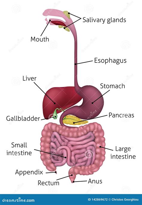 Human Gastrointestinal Digestive System and Labels Stock Vector - Illustration of large, canal ...