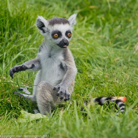 Baby Ring Tailed Lemur | Taken at Trotters World of Animals,… | Flickr