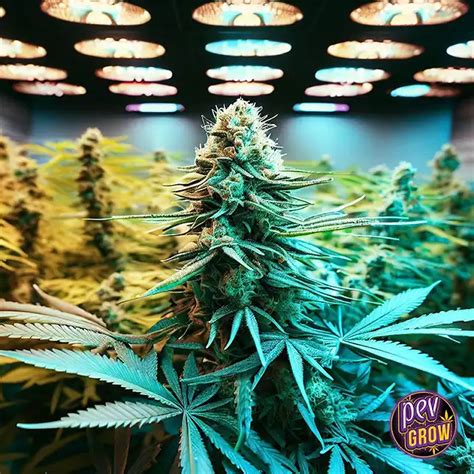 Garanimals Strain - Buy Cheap Feminized Seeds