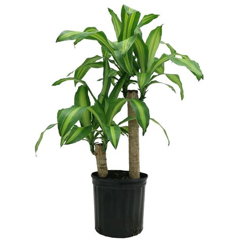 Best Trees and Plants From Home Depot | POPSUGAR Home