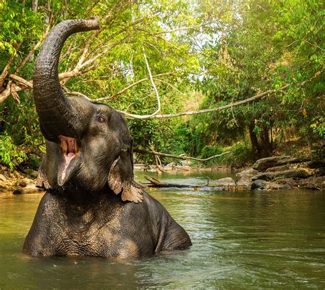 Elephant Jungle Sanctuary, Chiang Mai, Northern Thailand | Thailand elephants, Elephant ...