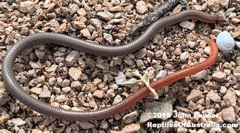 VICTORIAN LEGLESS LIZARDS - SPECIES LIST