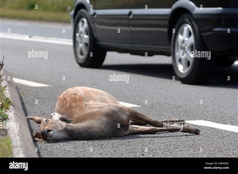 Deer killed on side of road, Dead deer on road, roadkill, Britain UK Stock Photo - Alamy