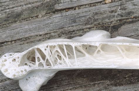 Pelican bone - Stock Image - Z816/0094 - Science Photo Library