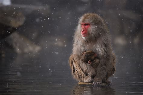 Japanese Macaques Wallpaper 31508