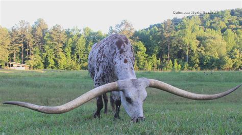 Texas longhorn sets Guinness world record for longest horns | FOX 2 Detroit