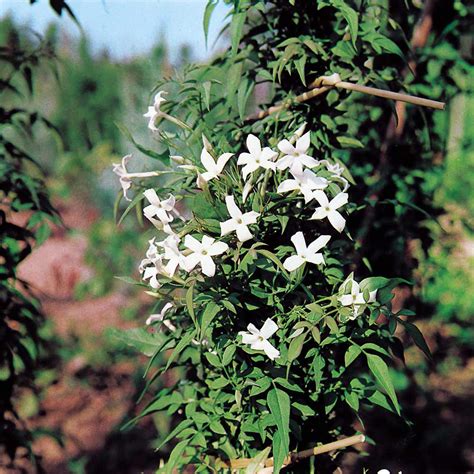 Common Jasmine (Jasminum Officinale) Flower, Leaf, Care,