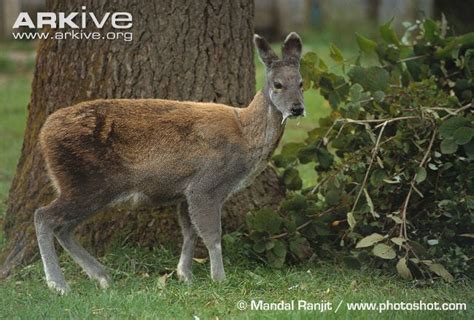 Musk deer - Alchetron, The Free Social Encyclopedia