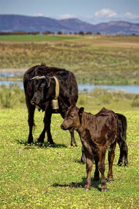 Cow Family Photograph by Ondacaracola Photography - Fine Art America