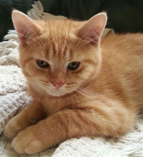 Pedigree British Short Hair Red Boy Kitten | Swansea, Swansea | Pets4Homes