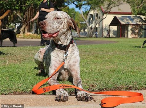 The clue that brought down dog rapist who shocked Australia - I Know ...