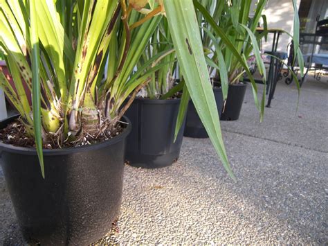 Mastering Horticulture: Repotting Cymbidium