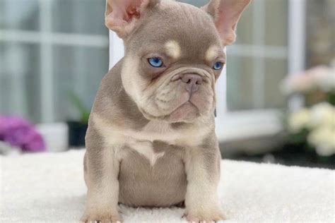 Cream French Bulldog: The Rare Frenchie That Everyone Wants