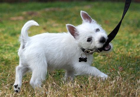 How to Leash Train Your Puppy