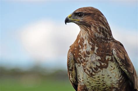 Common buzzard | Birds of prey, Common buzzard, Common birds