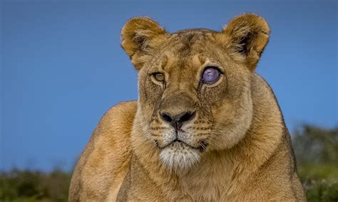 Leopardess v Common Warthog - Carnivora