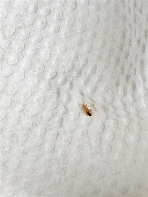 Identification - bedbug nymph or book louse? : r/Bedbugs