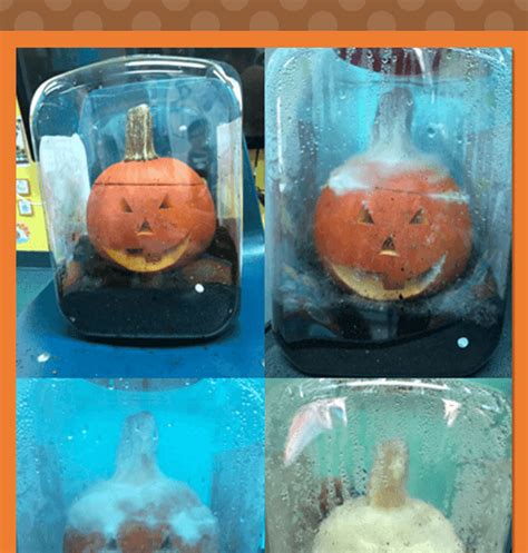 Kelly's Classroom Online: Pumpkin Life Cycle STEM Activity ("Pumpkin Jack")