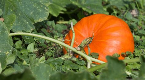 Pumpkin Planting Tips: How to Grow a Pumpkin in 2020 - Backyard Boss