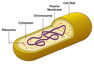 Cellular Structure of Bacteria ~ Zero-Infections