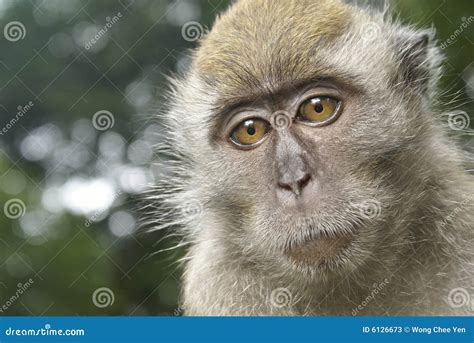 Sad Monkey Portrait Stock Photos - Image: 6126673