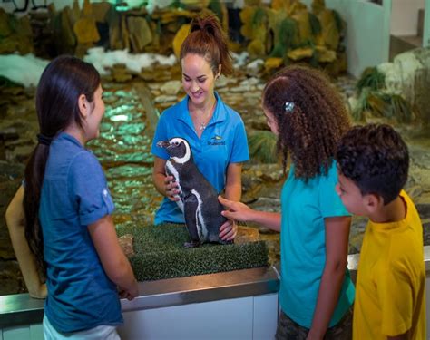 SeaWorld Penguin Encounter | Come face-to-feather with Penguins