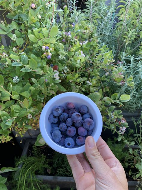 Blueberry harvest! : r/gardening