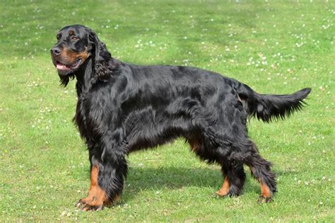 Gordon Setter: Dog Breed Characteristics & Care