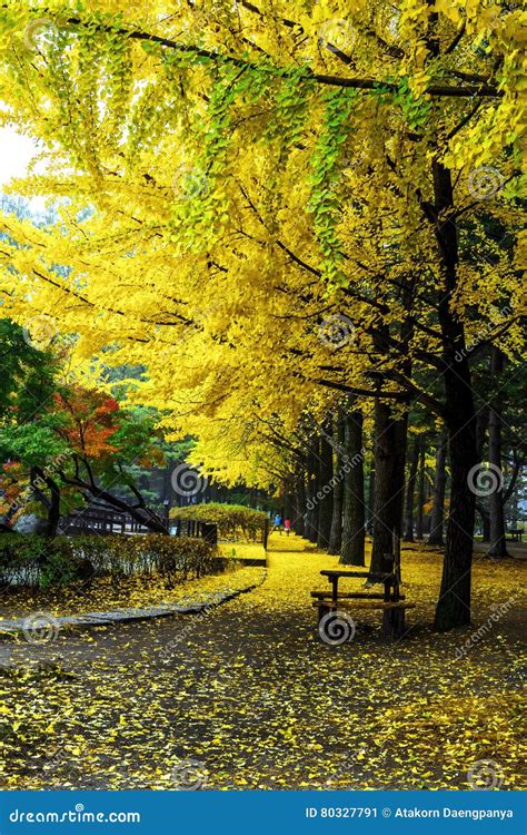 Nami island in autumn stock image. Image of nami, vintage - 80327791