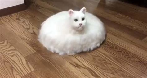 Blursed roomba cat : r/blursedimages