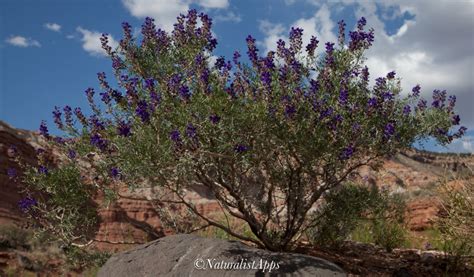 New Zion wildflower app brings expert botany to your phone - The Independent | News Events ...