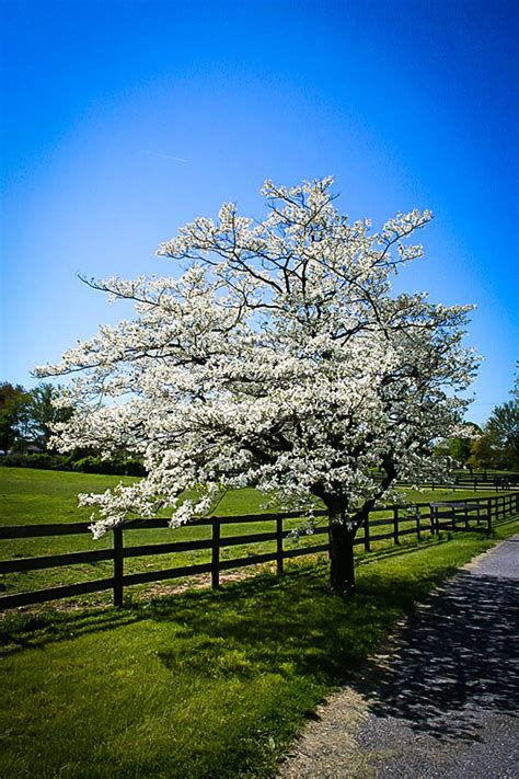 Darius Ultimate: Flowering Dogwood Trees Zone 4 - In the springtime ...