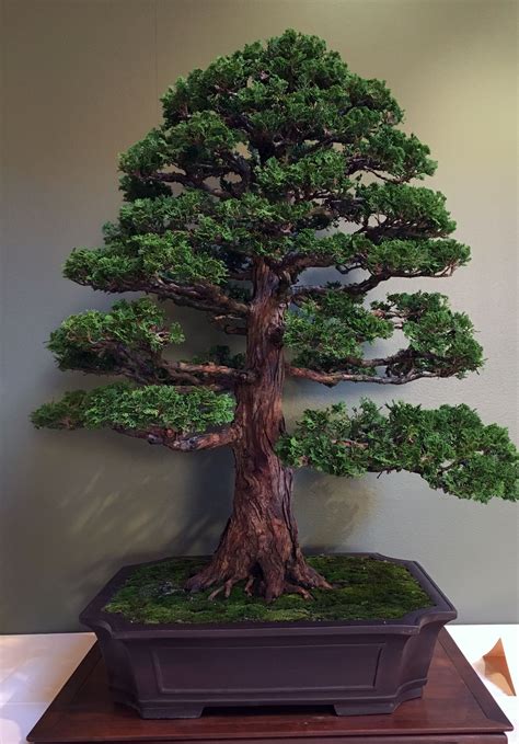 Hinoki Cypress | Bonsai forest, Bonsai tree, Bonsai art