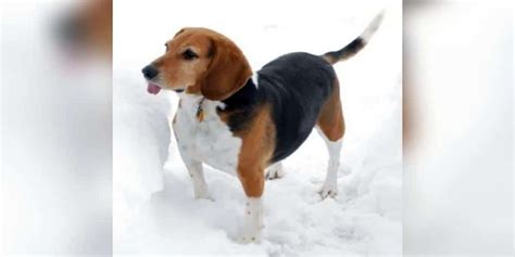 Beagle Basset Hound Mix Facts