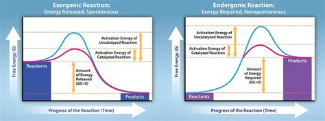 Chapter 24: Photosynthesis: Light-independent reactions – Introductory Biology I