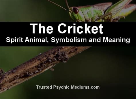 The Cricket Spirit Animal - A Complete Guide to Meaning and Symbolism.